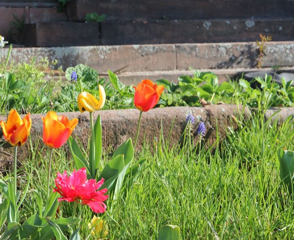 Tulpen